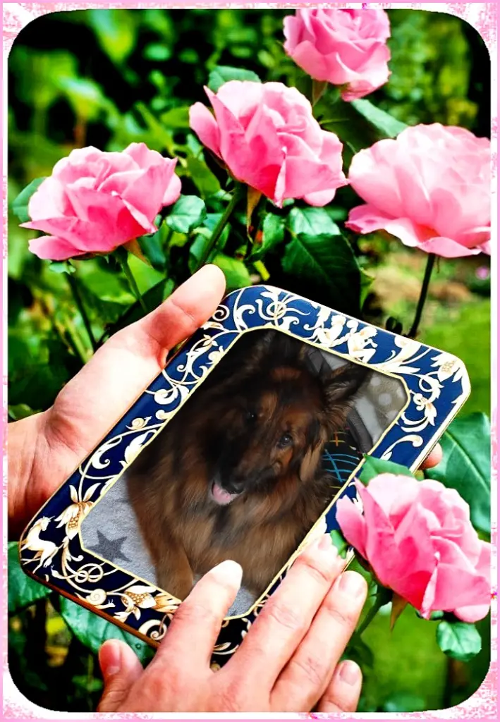 Andachtsbild von Klaudia mit Misiu❤❤❤