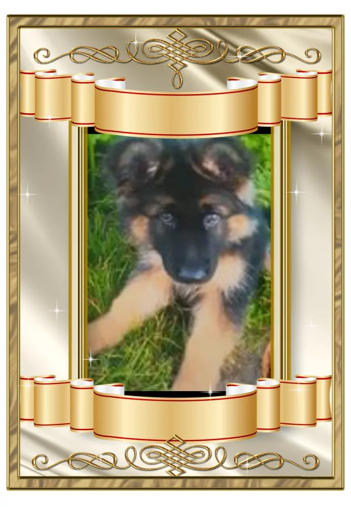 Andachtsbild von Klaudia mit Misiu❤❤❤