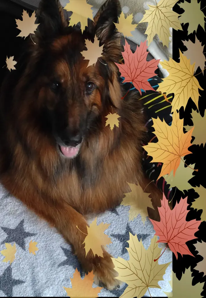 Andachtsbild von ❤❤❤Mój Misiulek❤❤❤