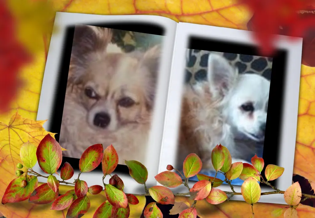 Andachtsbild von Klaudia mit Misiu❤❤❤