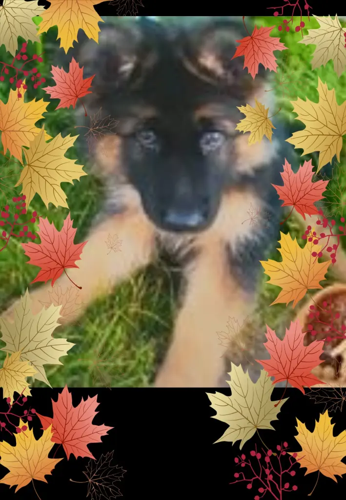 Andachtsbild von Klaudia mit Misiu❤❤❤