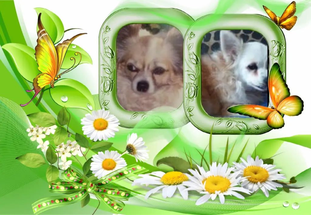 Andachtsbild von Klaudia mit Misiu❤❤❤