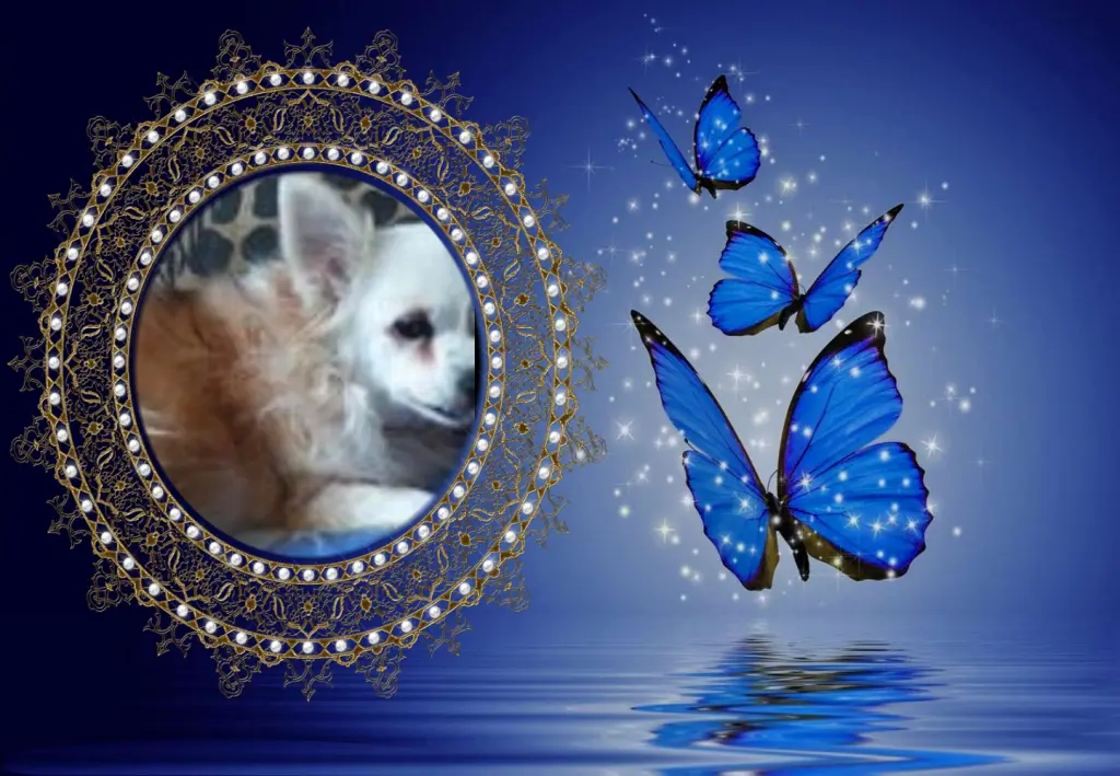 Andachtsbild von Klaudia mit Misiu❤❤❤