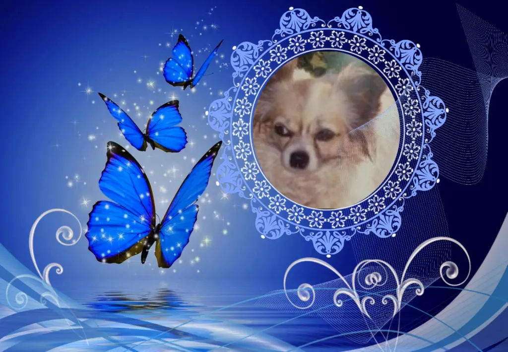 Andachtsbild von Klaudia mit Misiu❤❤❤