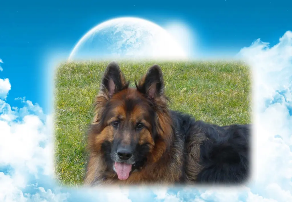 Andachtsbild von ❤❤❤Meine Misiulek❤❤❤