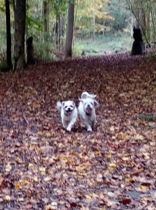 Andachtsbild von Marika mit Balou und Hippo im Herzen