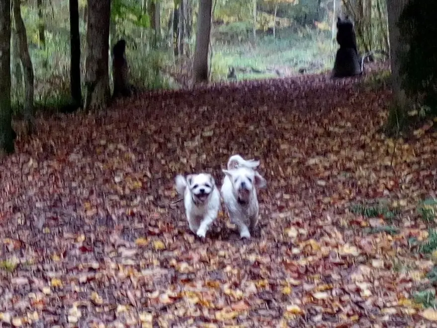 Andachtsbild von Marika mit Balou und Hippo im Herzen