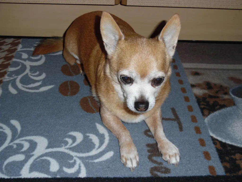 Andachtsbild von Irene mit Jimmy Im Herzen