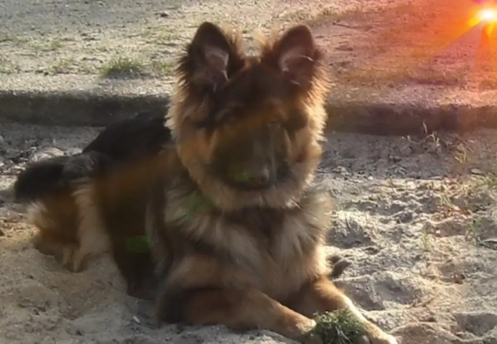 Andachtsbild von Klaudia mit Misiu❤❤❤