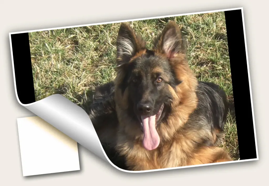 Andachtsbild von Klaudia mit Misiu❤❤❤