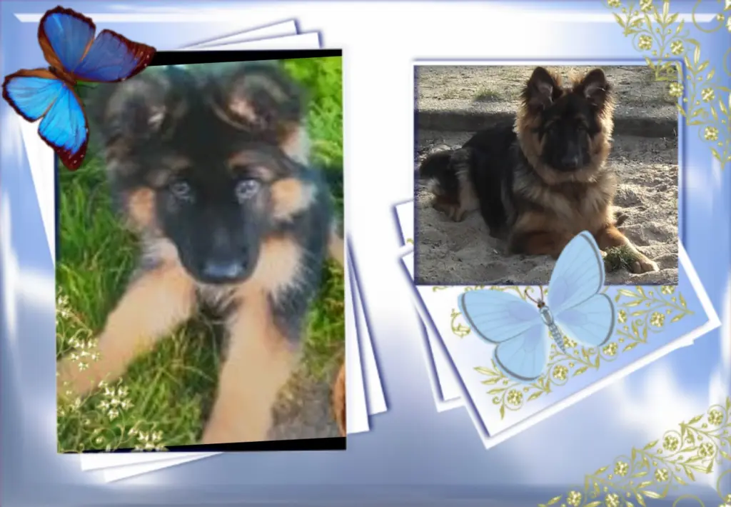 Andachtsbild von Klaudia mit Misiu❤❤❤