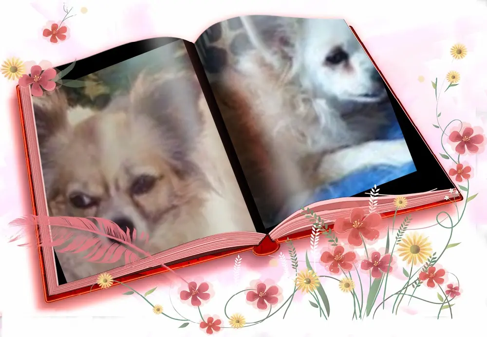 Andachtsbild von Klaudia mit Misiu❤❤❤