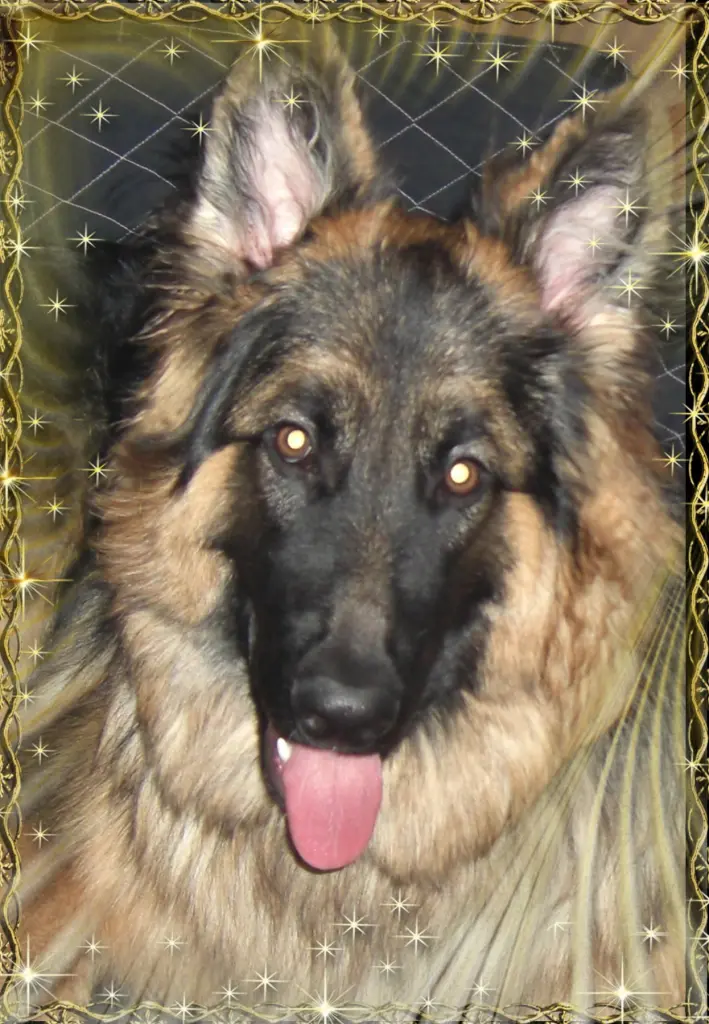 Andachtsbild von Klaudia mit Misiu❤❤❤