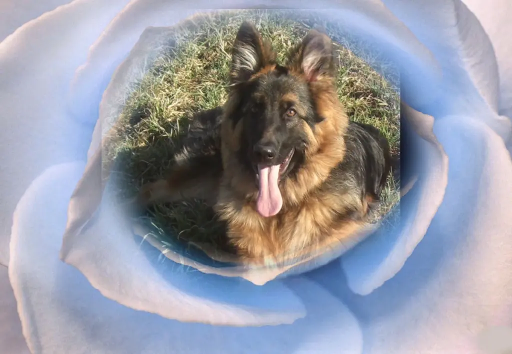 Andachtsbild von ❤❤❤Mój Misiulek❤❤❤