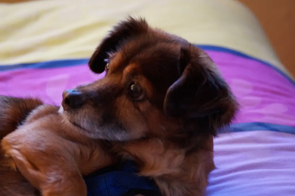 Andachtsbild von Elisabeth 