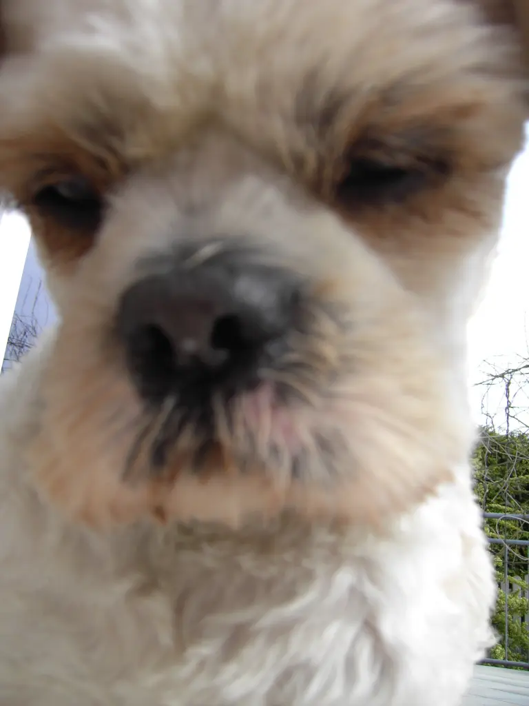 Andachtsbild von Marika mit Balou und Hippo im Herzen