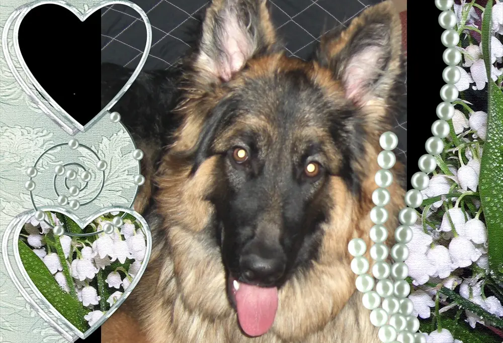 Andachtsbild von ❤❤❤Misiulek❤❤❤