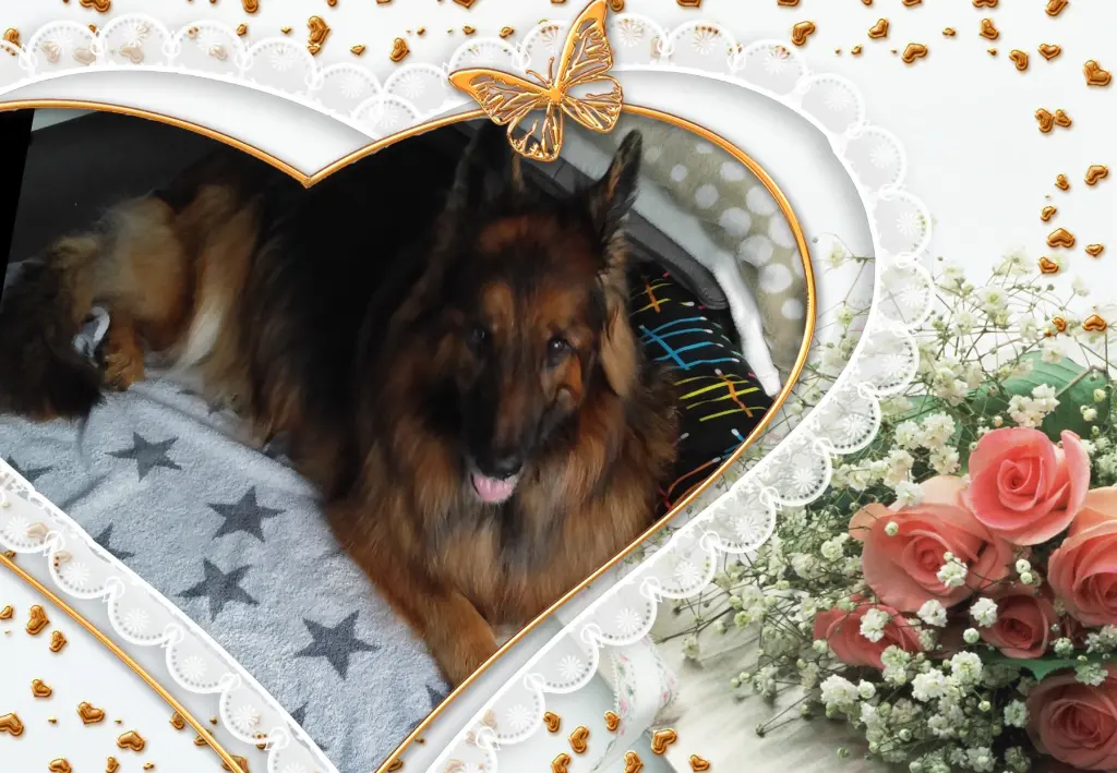 Andachtsbild von Klaudia mit Misiu❤❤❤