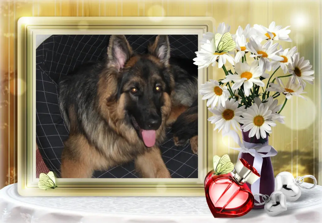 Andachtsbild von Klaudia mit Misiu❤❤❤