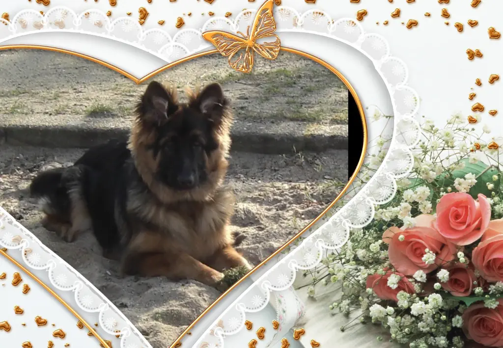 Andachtsbild von Klaudia mit Misiu❤❤❤