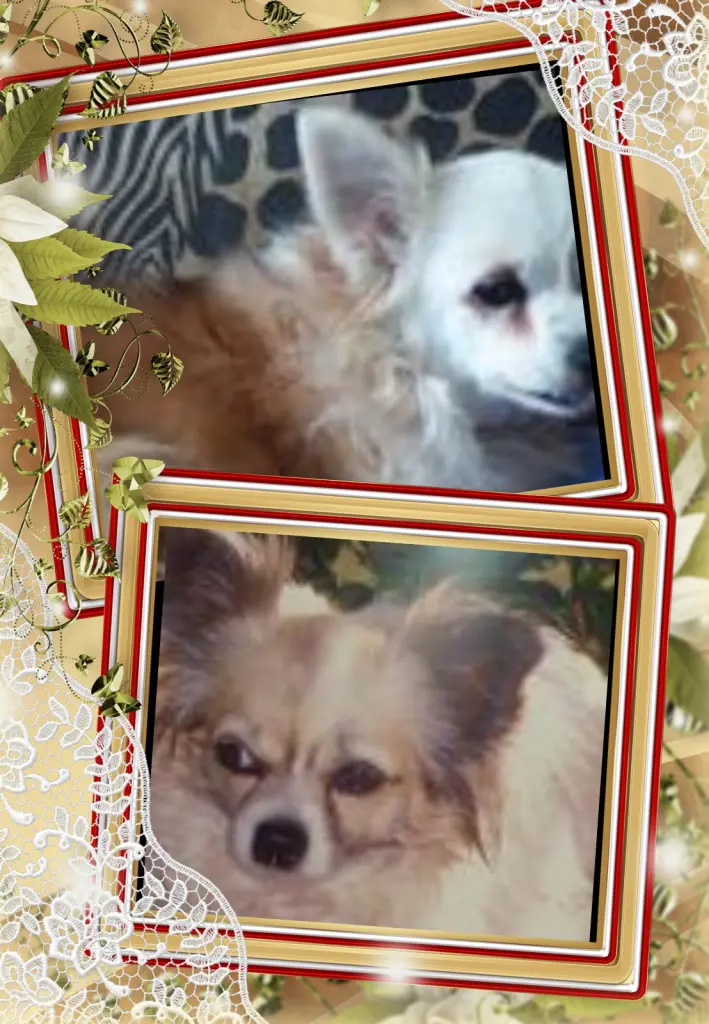 Andachtsbild von Klaudia mit Misiu❤❤❤