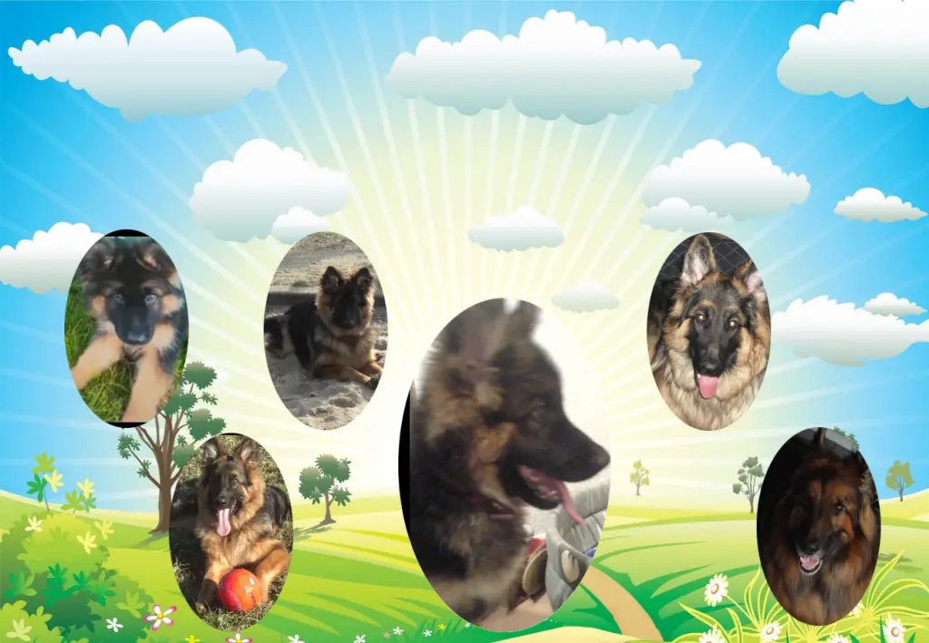 Andachtsbild von Klaudia mit Misiu❤❤❤