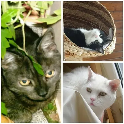 Andachtsbild von Ilse mit Gismo, Fee und Minna tief im Herzen