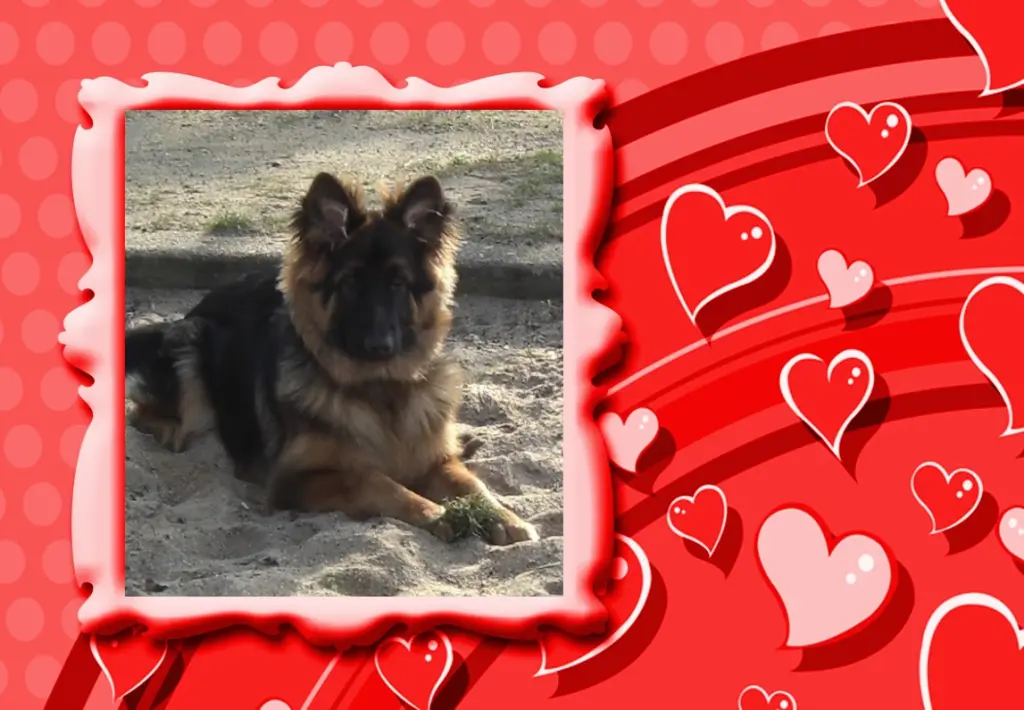 Andachtsbild von Klaudia mit Misiu❤❤❤