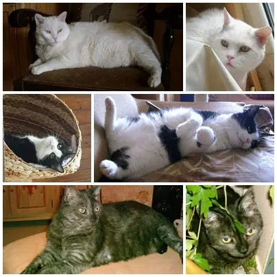 Andachtsbild von Ilse mit Gismo, Fee und Minna tief im Herzen