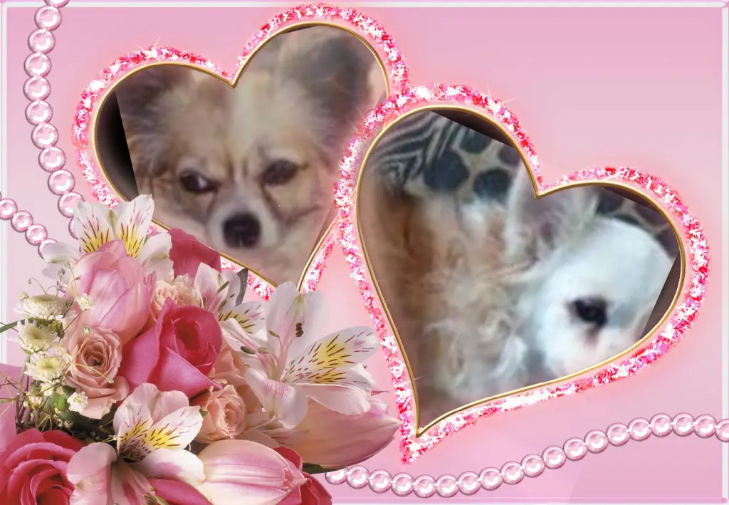 Andachtsbild von Klaudia mit Misiu❤❤❤