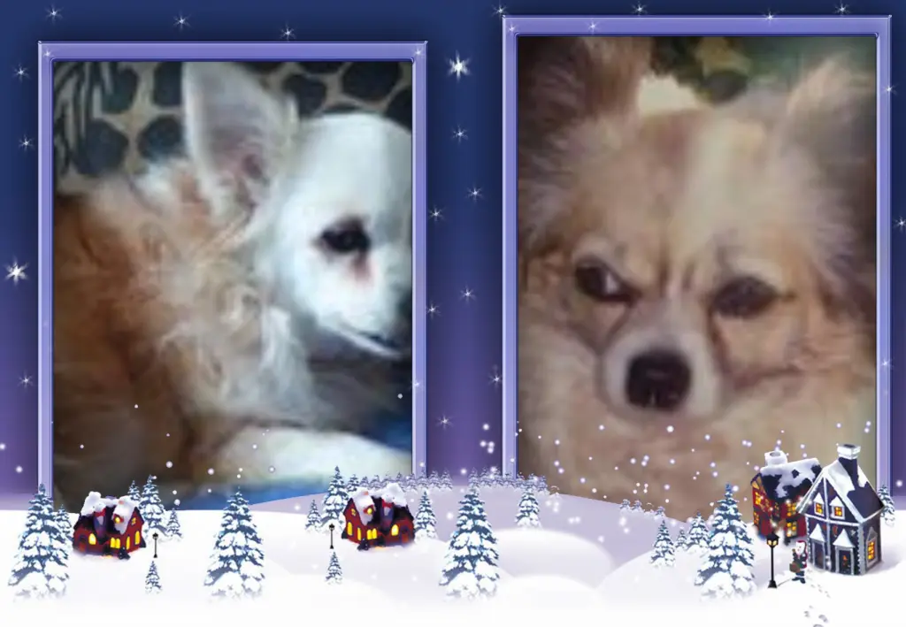 Andachtsbild von Klaudia mit Misiu❤❤❤