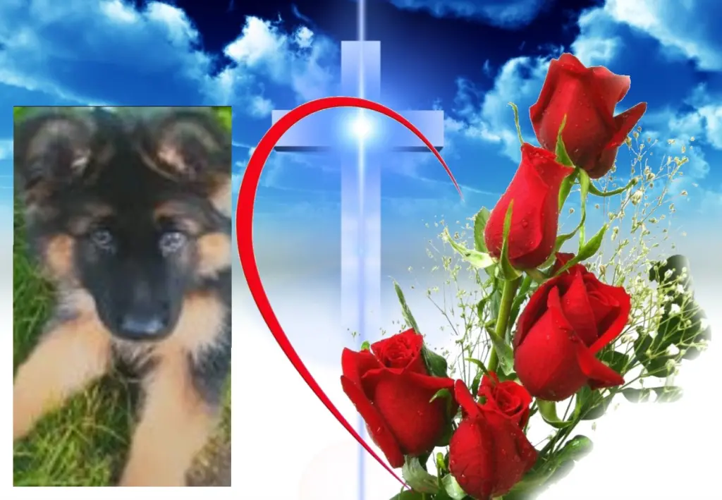 Andachtsbild von Klaudia mit Misiu❤❤❤