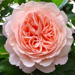 Andachtsbild von Klaudia mit Misiu❤❤❤