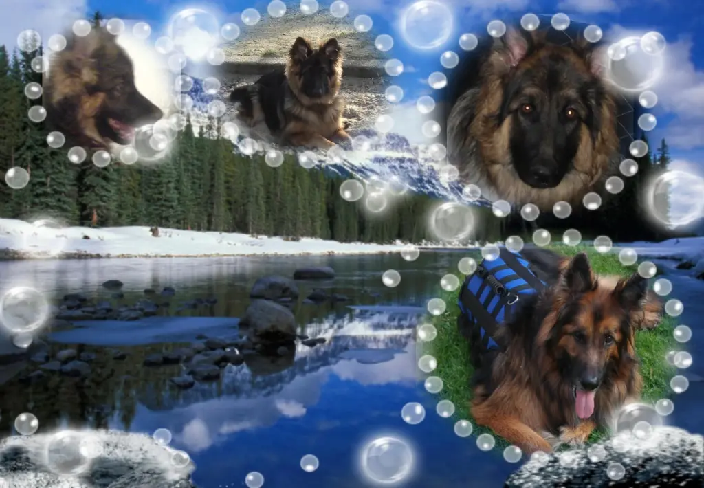 Andachtsbild von Klaudia mit Misiu❤❤❤Ganz Tief im Herzen❤