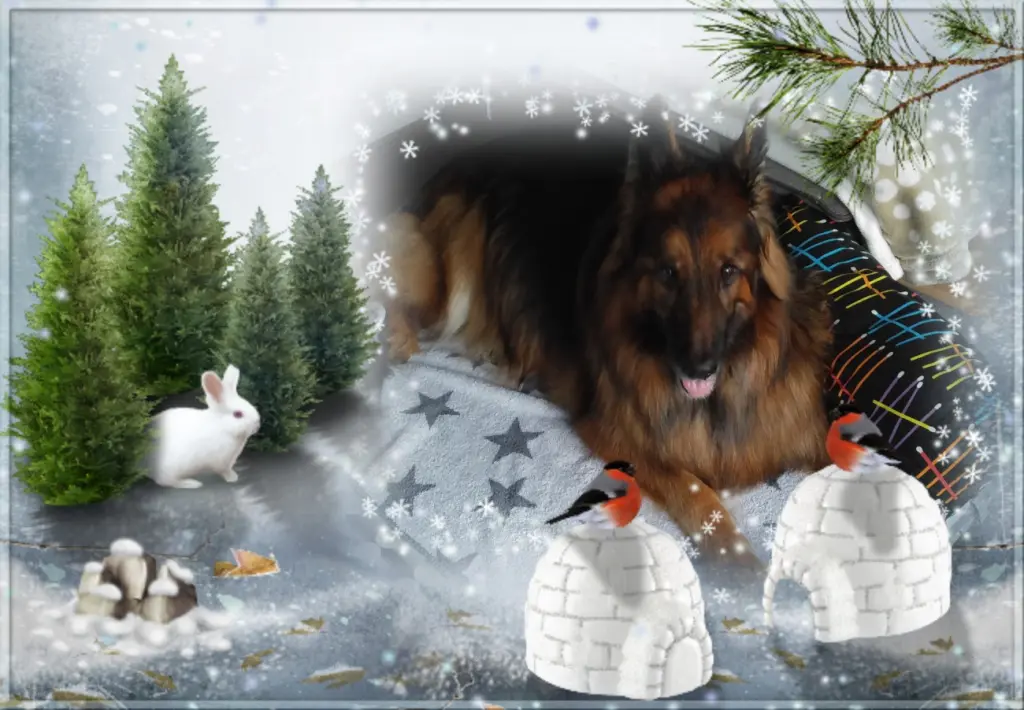 Andachtsbild von Klaudia mit Misiu❤❤❤Ganz Tief im Herzen❤