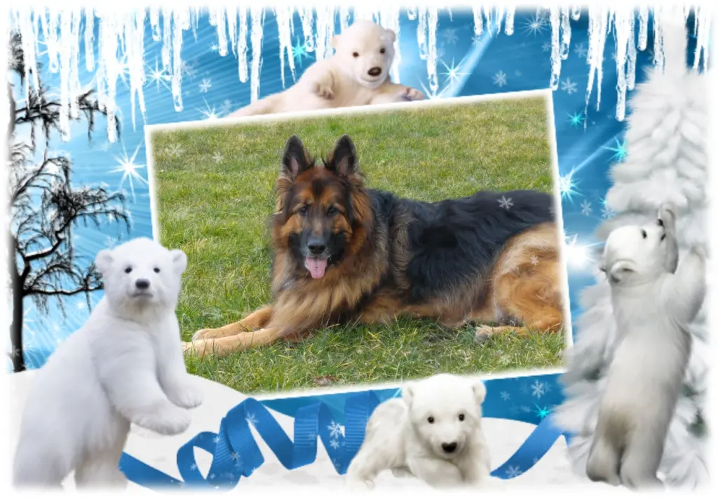 Andachtsbild von Klaudia mit Misiu❤❤❤Ganz Tief im Herzen❤