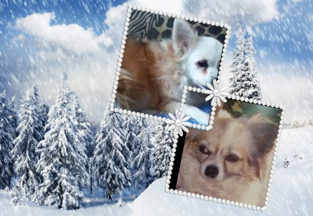 Andachtsbild von Klaudia mit Misiu❤❤❤Ganz Tief im Herzen❤