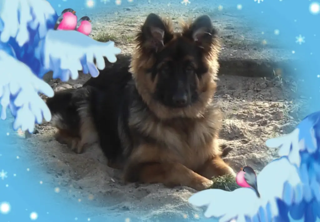 Andachtsbild von Klaudia mit Misiu❤❤❤Ganz Tief im Herzen❤