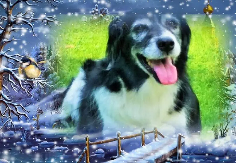 Andachtsbild von Brigitte mit Nelly im Herzen