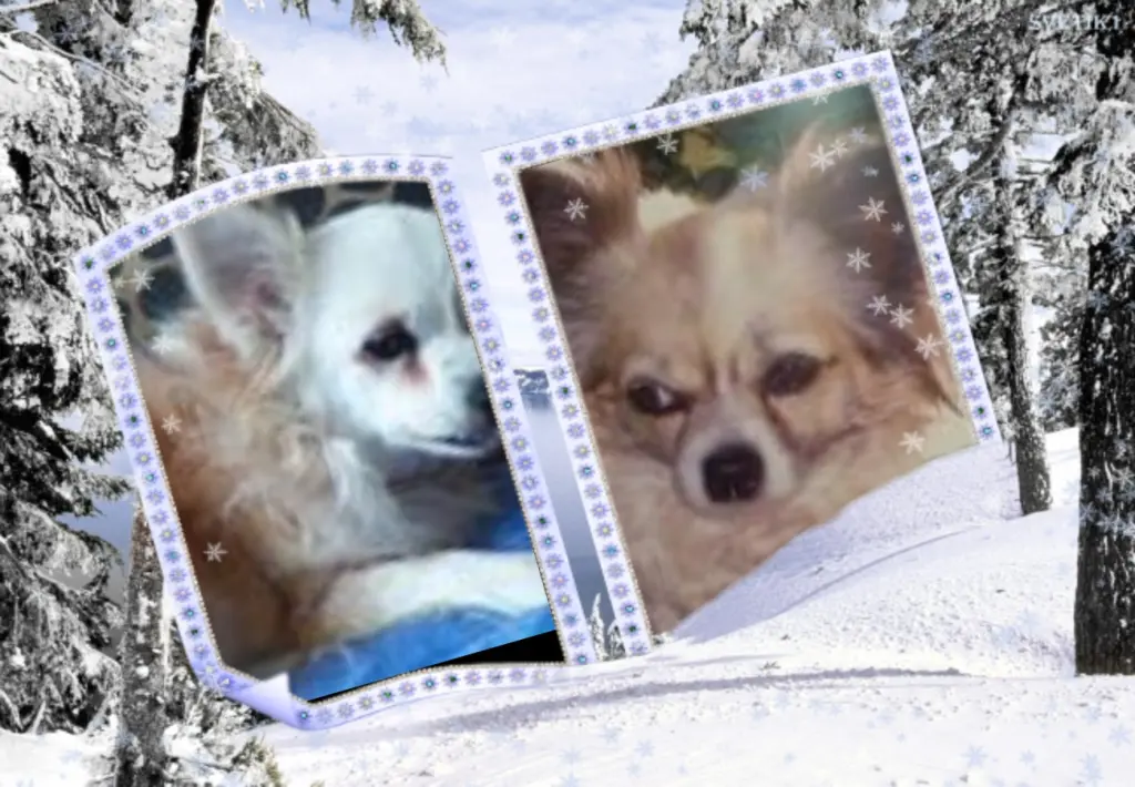 Andachtsbild von Klaudia mit Misiu❤❤❤Ganz Tief im Herzen❤