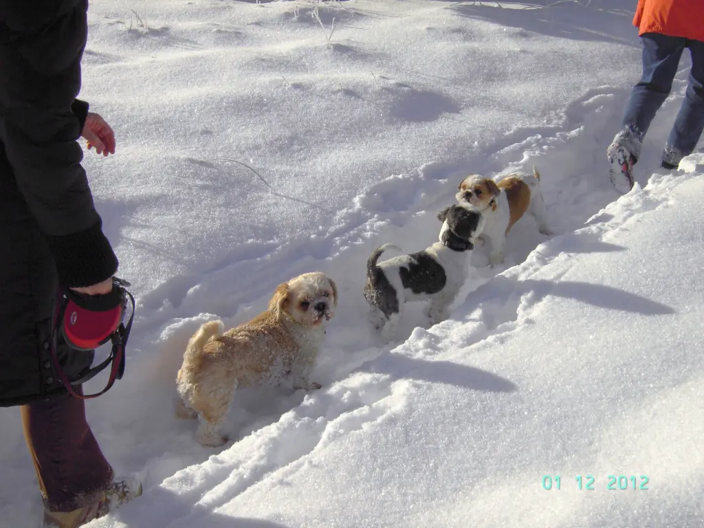 Andachtsbild von Marika mit Balou und Hippo im Herzen