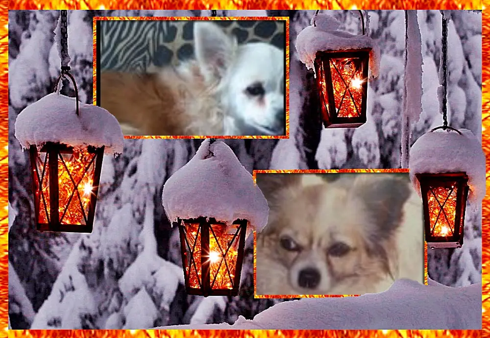 Andachtsbild von Klaudia mit Misiu❤❤❤Ganz Tief im Herzen❤