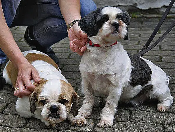 Andachtsbild von Marika mit Balou und Hippo unter der Haut