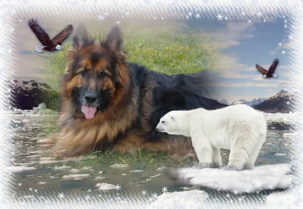 Andachtsbild von Klaudia mit Misiu❤❤❤Ganz Tief im Herzen❤