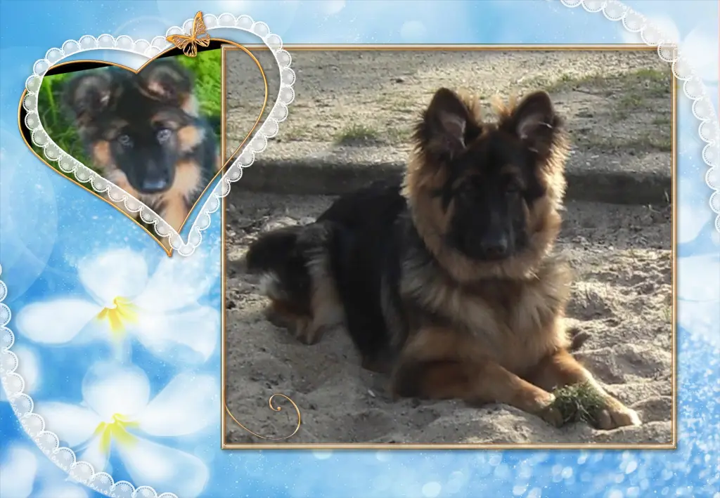 Andachtsbild von Klaudia mit Misiu❤❤❤Ganz Tief im Herzen❤