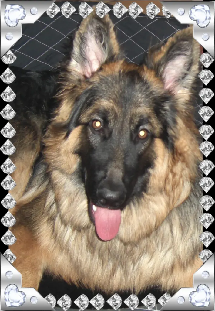 Andachtsbild von Klaudia mit Misiu❤❤❤Ganz Tief im Herzen❤