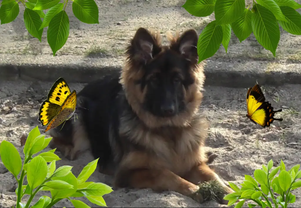 Andachtsbild von Klaudia mit Misiu❤❤❤Ganz Tief im Herzen❤