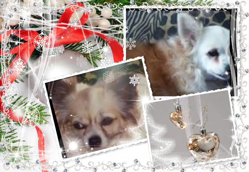 Andachtsbild von Klaudia mit Misiu❤❤❤Ganz Tief im Herzen❤