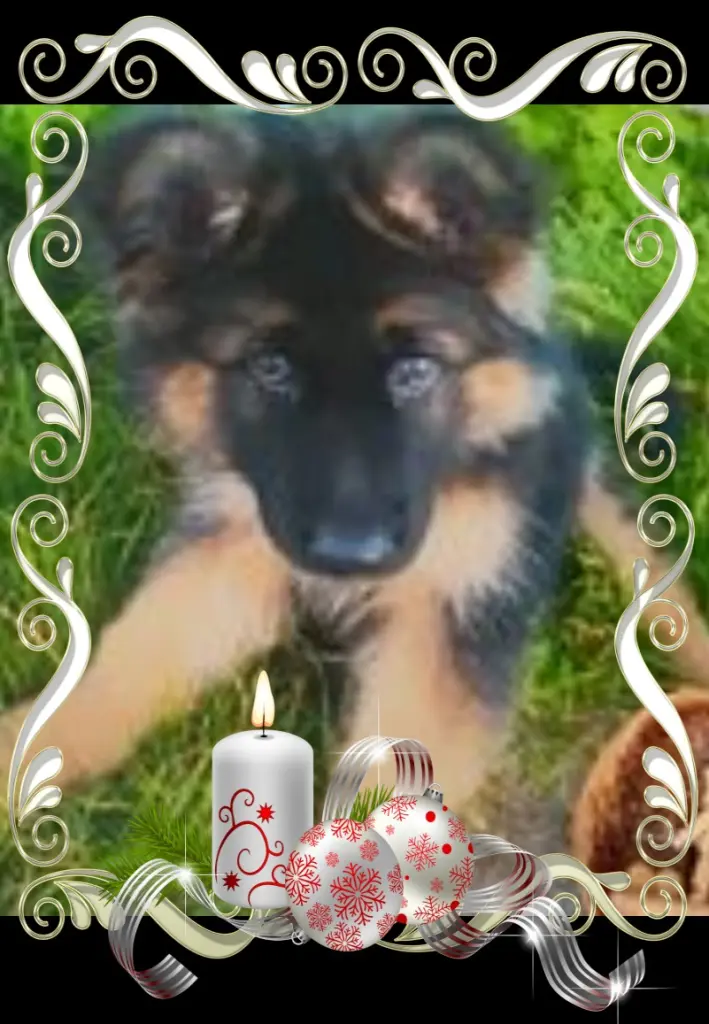 Andachtsbild von Klaudia mit Misiu❤❤❤Ganz Tief im Herzen❤