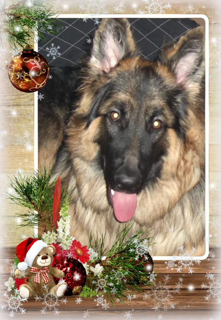 Andachtsbild von Klaudia mit Misiu❤❤❤Ganz Tief im Herzen❤